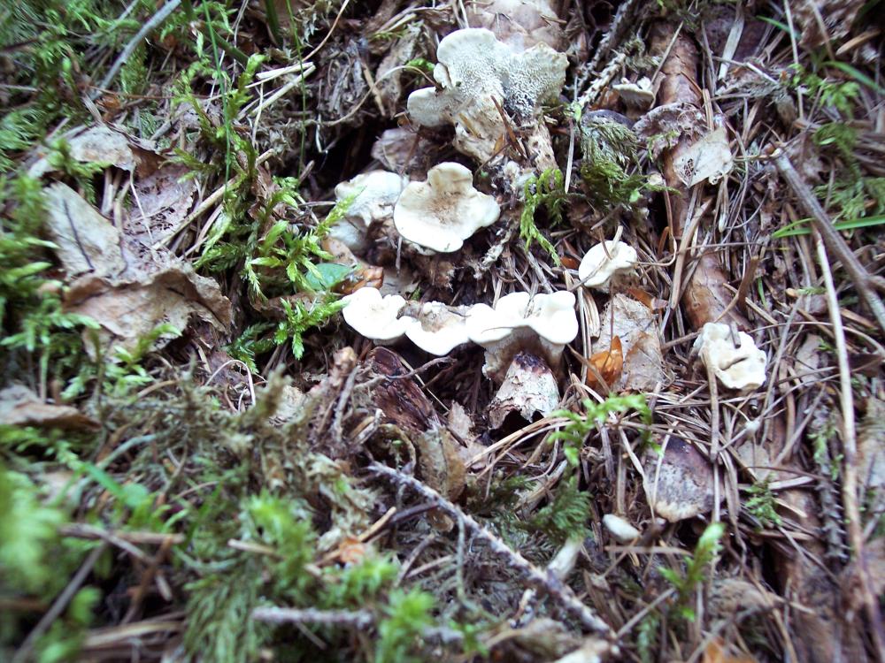 Finalmente funghi in valle (aosta)